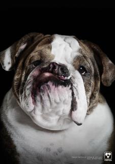 Thai Society for the Prevention of Cruelty to Animals: Fat Lip